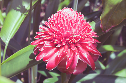 Le Marche Aux Fleurs Paris preview 6