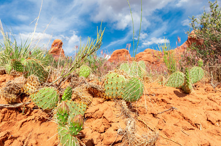 Desert Landscape with Opuntia Cactus, a Nature Photo by Andriana Syvanych
