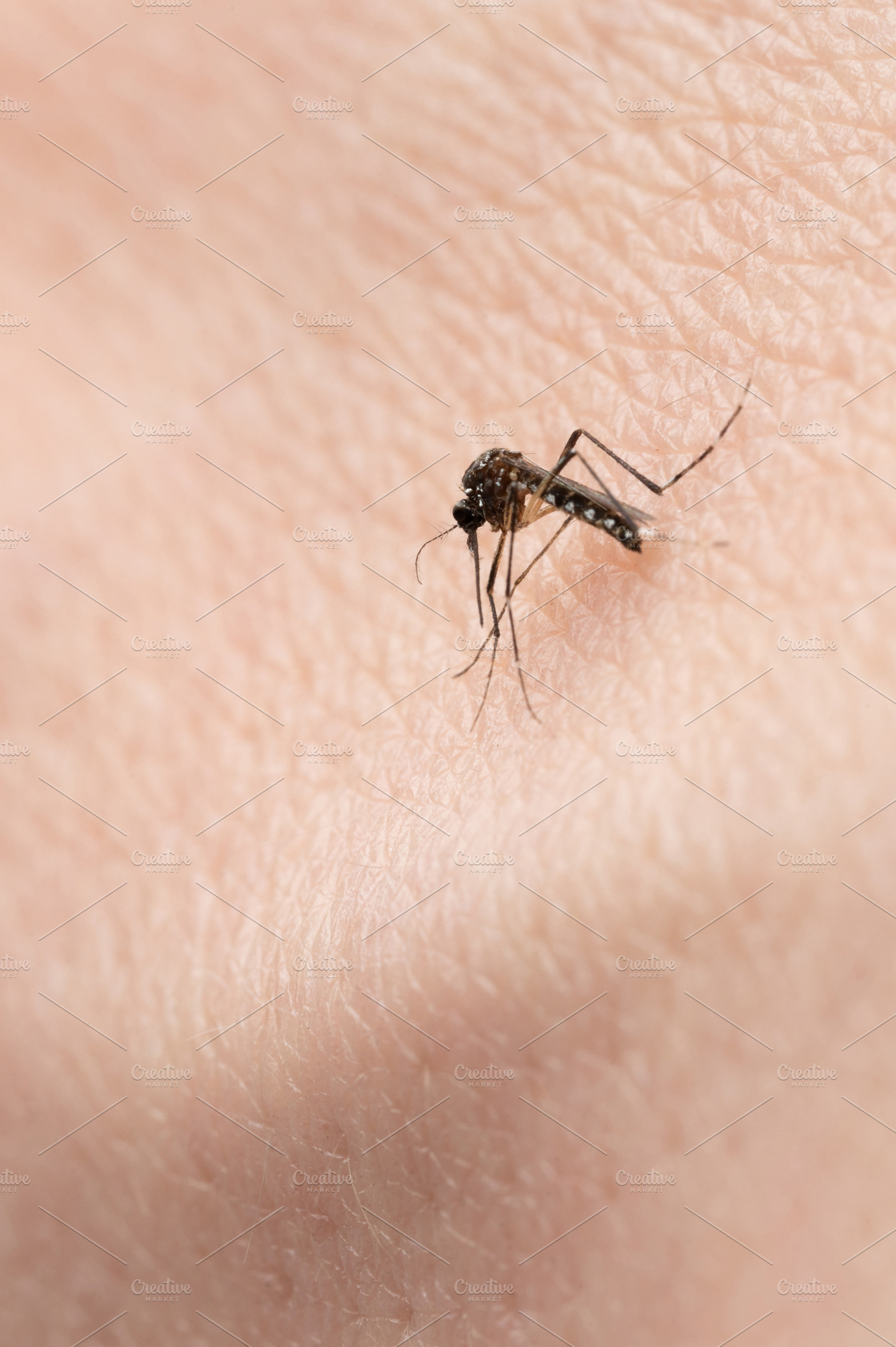 Sucking blood mosquito, an Animal Photo by PixieMe