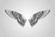 15 Wing Illustrations (Vector), an Animal Illustration by BIOWORKZ (Thumbnail 3 of 5)