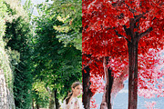 454 Infrared Fantasy Pro LUTs, a Preset Add-On by ShutterPro (Thumbnail 11 of 48)