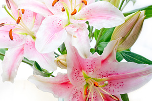 Lily flowers containing flower, white, and lily