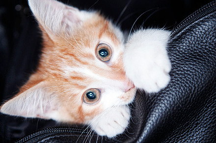 Ginger Kitten