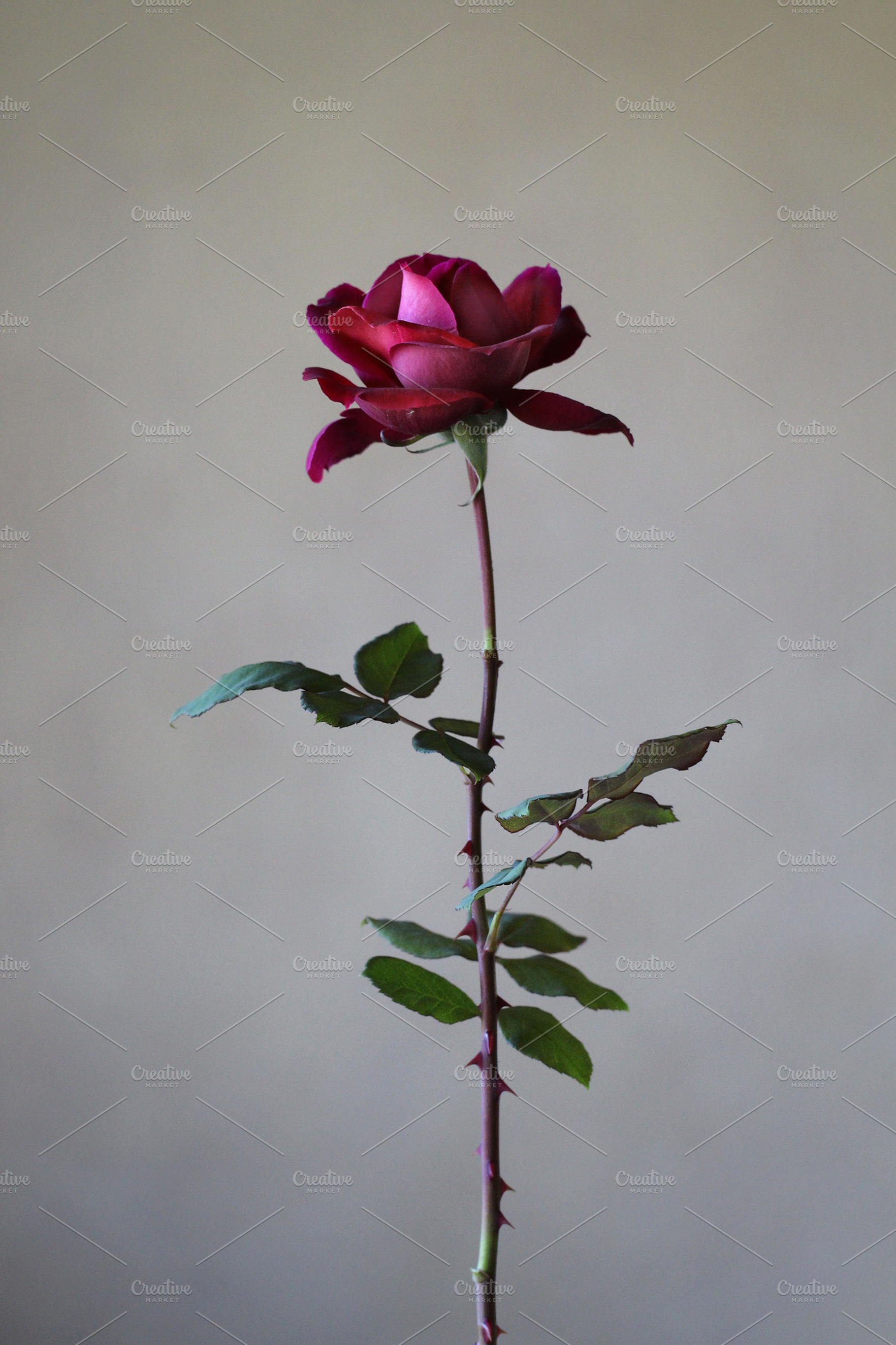 Beautiful red rose featuring beautiful, red, and rose, a Nature Photo by LightNuance