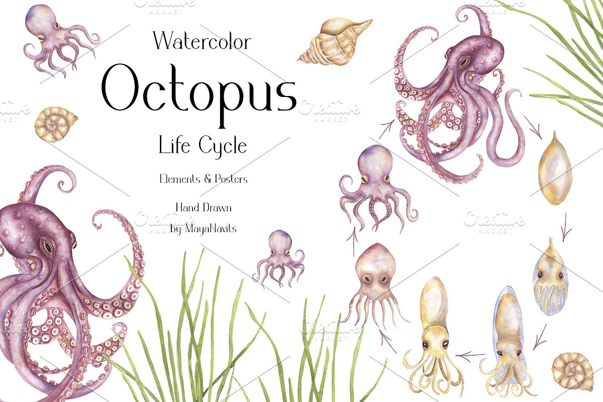 Watercolor Octopus Life Cycle Set, an Education Illustration by MayaNavits (Photo 1 of 7)