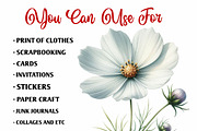 Wedding White Cosmos Flower Clipart, a Decorative Illustration by fashionaddict (Thumbnail 7 of 7)