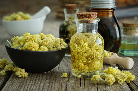 Helichrysum infusion and dry flowers, a Health & Medical Photo by chamillewhite