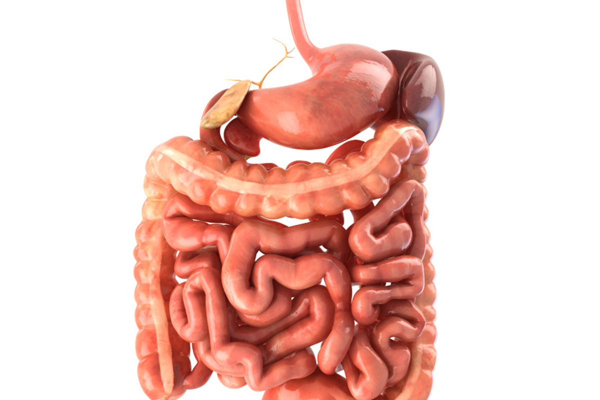 Digestive system. Animated, a Characters & Person 3D Model by konstantin.ermolaev (Photo 1 of 9)