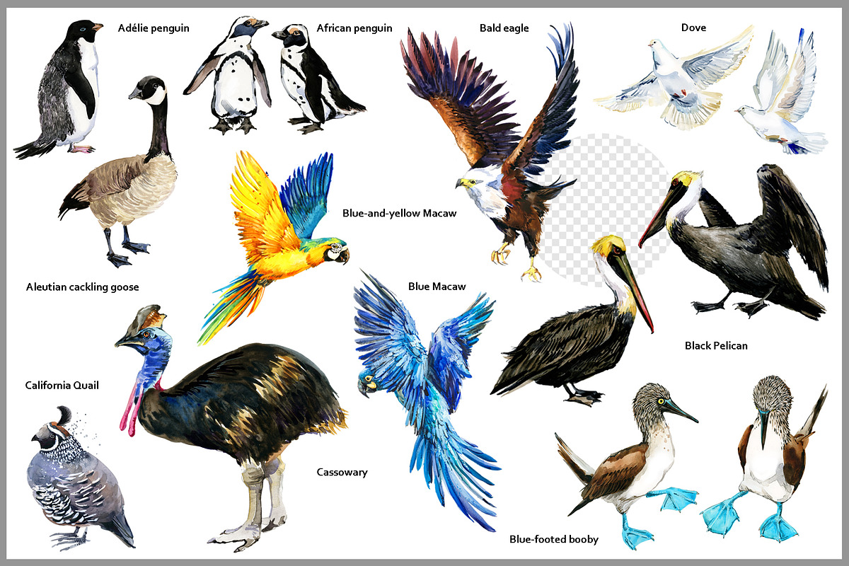 Watercolor Birds collection PNG, an Animal Illustration by FineArt (Photo 2 of 7)