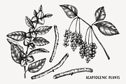 Medicinal Mushrooms & Plants Set, a Healthcare Illustration by Yevheniia (Thumbnail 4 of 12)