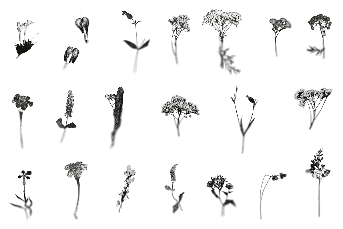 HERBARIA. Pressed Wildflower Scans, an Object Graphic by Schumacher Shop (Photo 21 of 21)