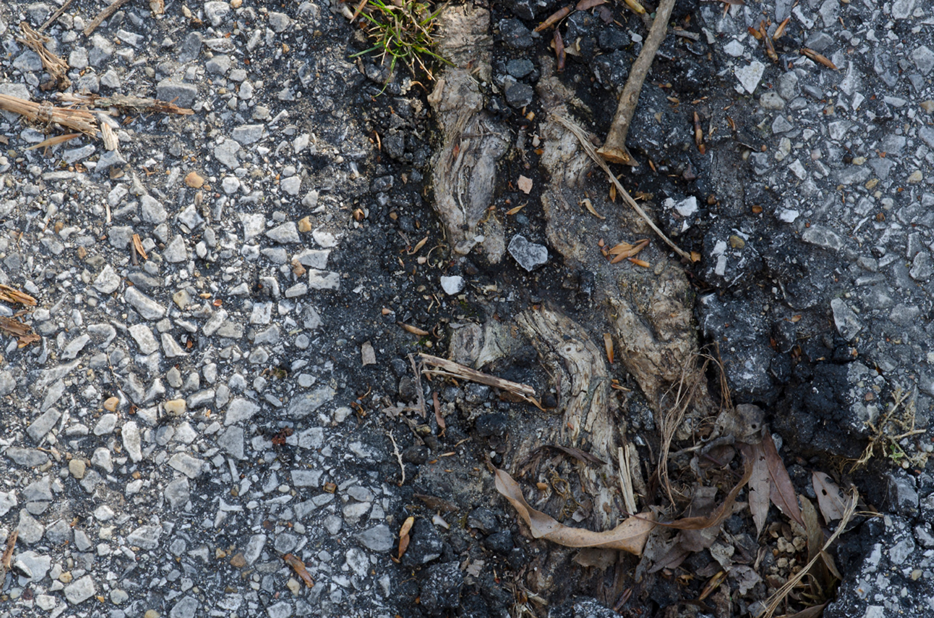 Roots Breaking Through Driveway