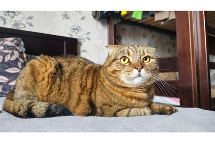 ginger lop-eared cat looking up, an Animal Photo by Pakosta