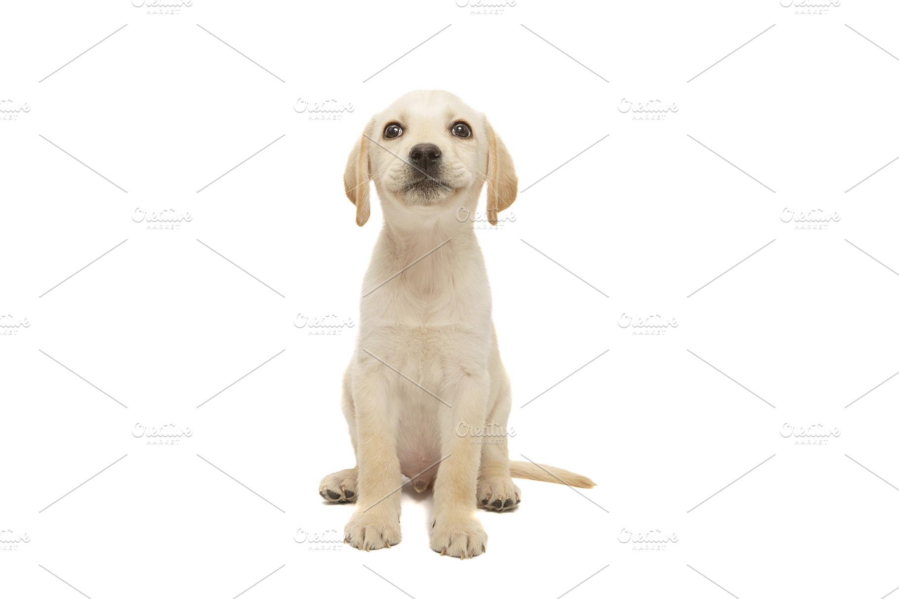 puppy labrador isolated on white bac, an Animal Photo by AlexBush