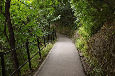 Path containing path, forest, and park