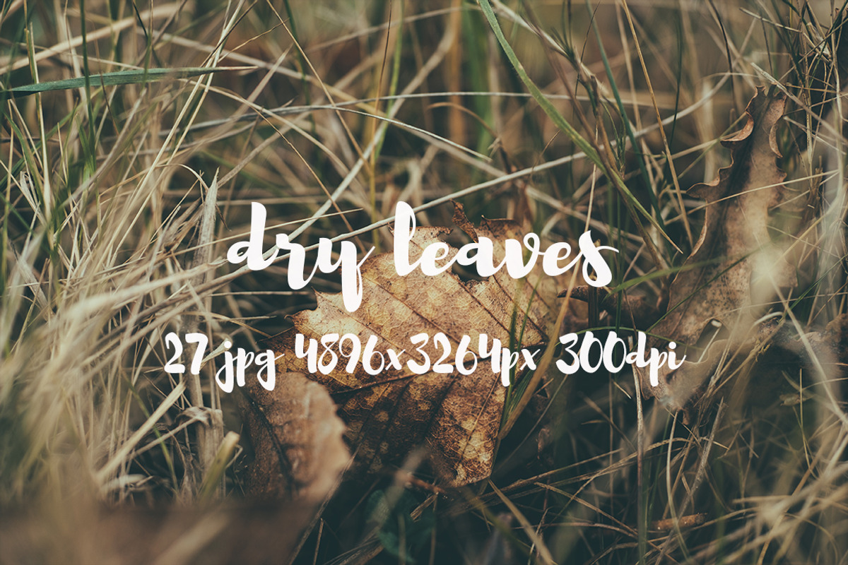 Dry leaves, a Templates & Theme by ApertureVintage (Photo 10 of 16)