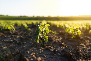 Single soybean sprout emerging from, a Nature Photo by volodymyrshtun13795