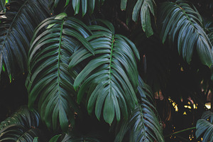 Monstera Leaves Closeup Stock Photo