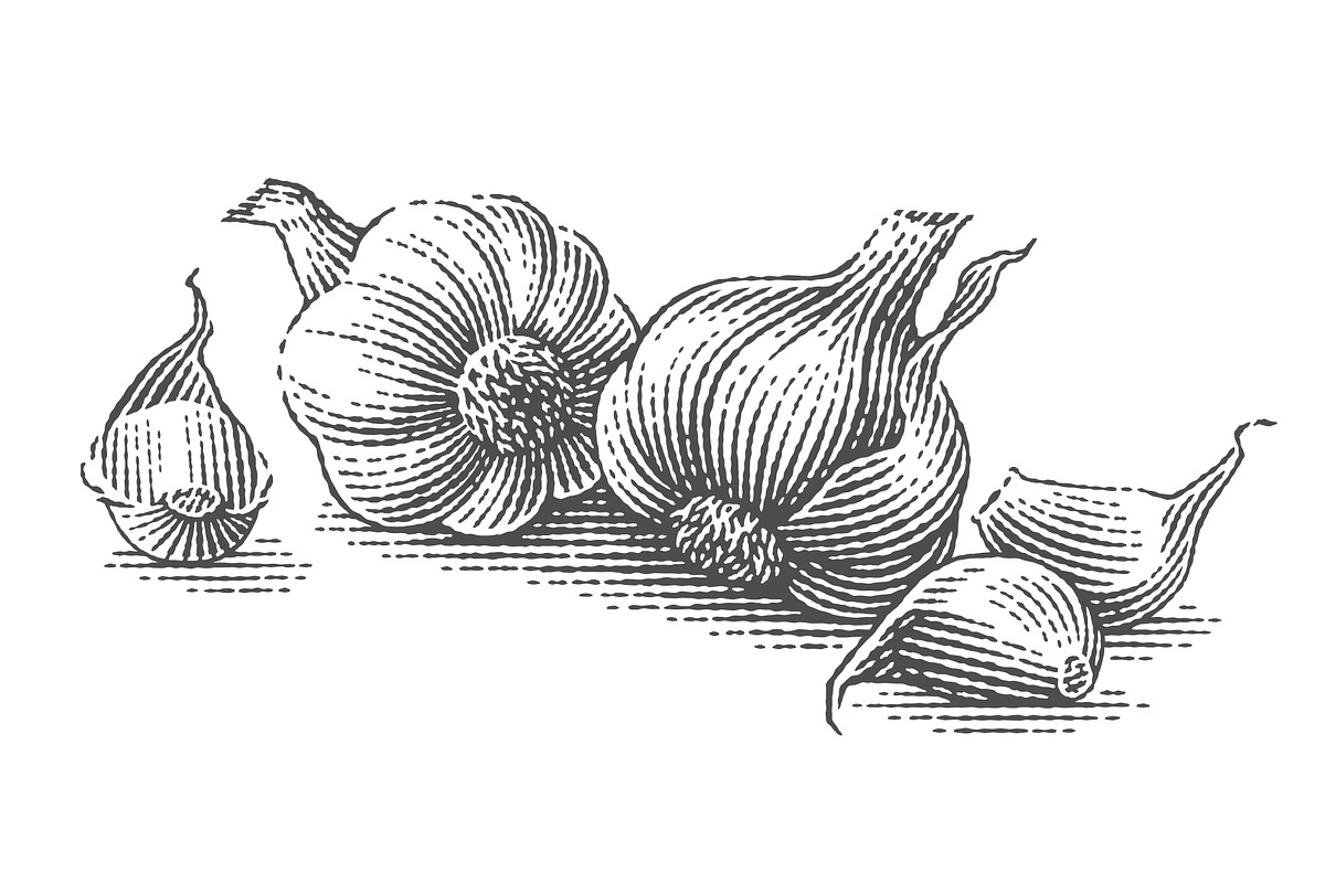 Garlic set engravings #2, a Food Illustration by Irina Trusova (Photo 1 of 6)