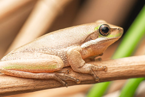 Eastern Dwarf Tree Frog
