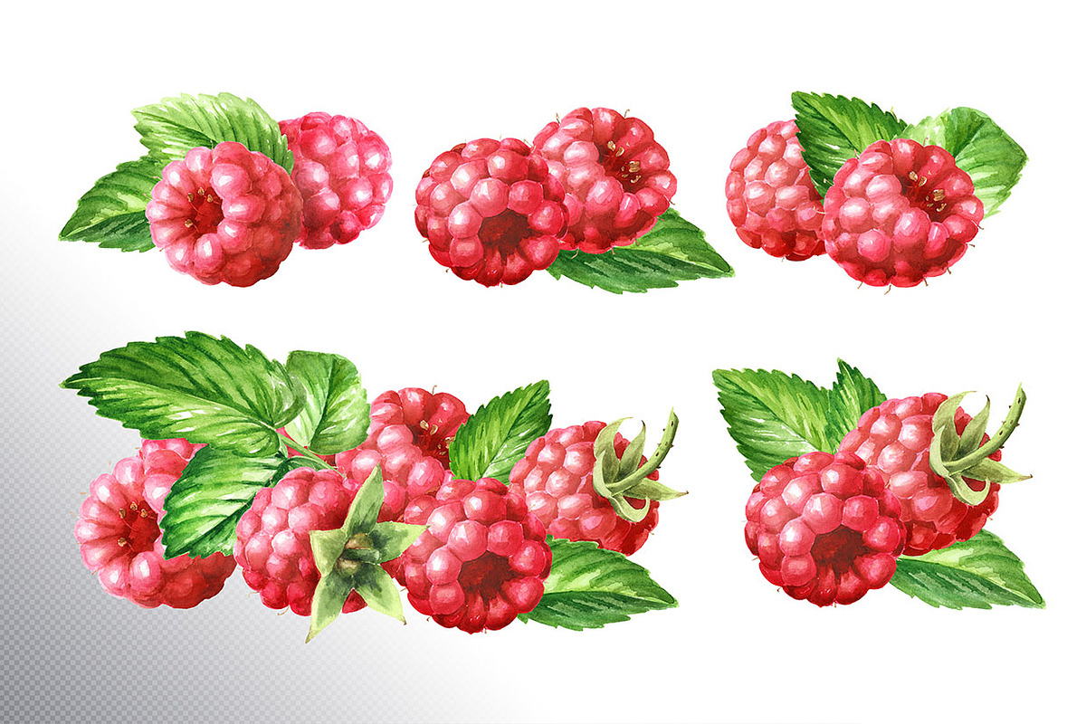 Summer Raspberries. Watercolor set, a Food Illustration by Daria Ustiugova (Photo 8 of 26)