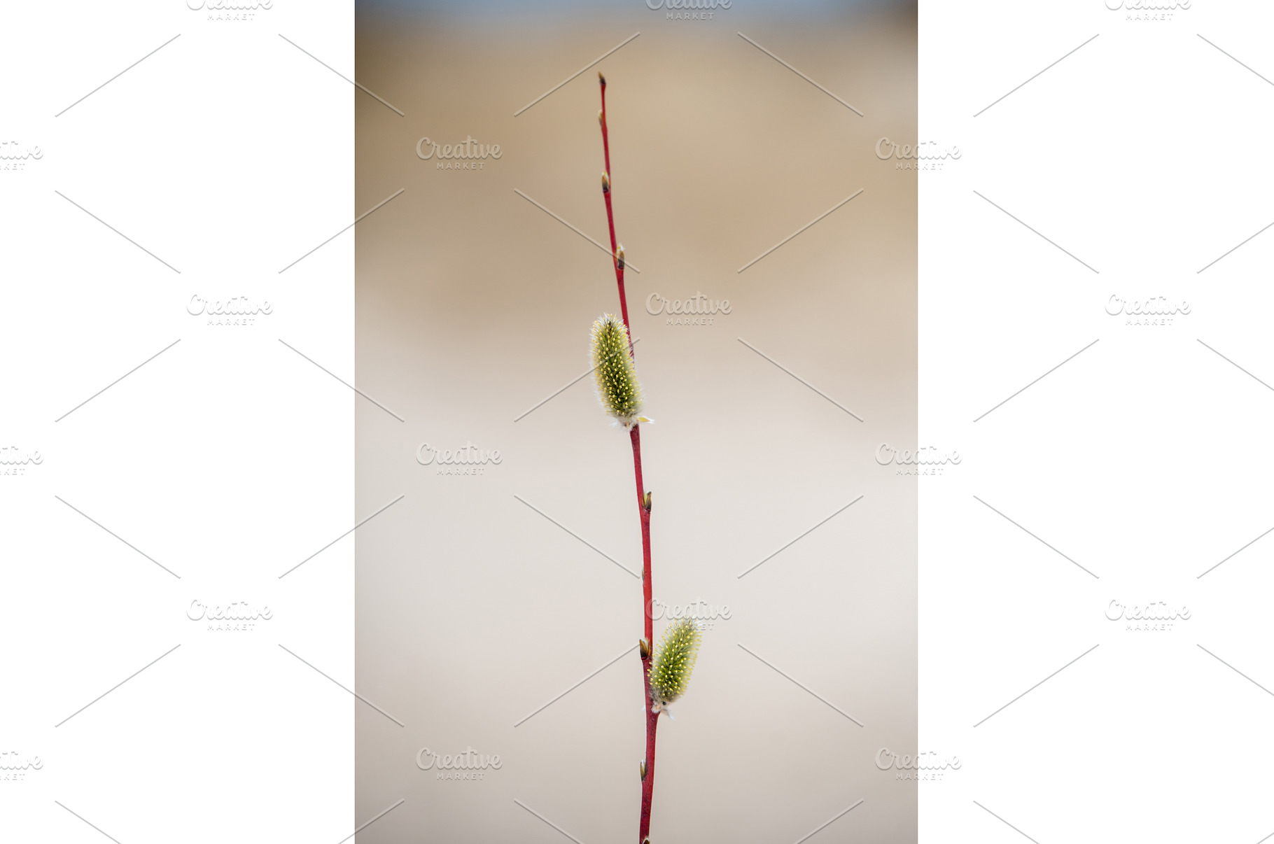 Pussy willow catkins, silver hairy, a Nature Photo by COLORFUL