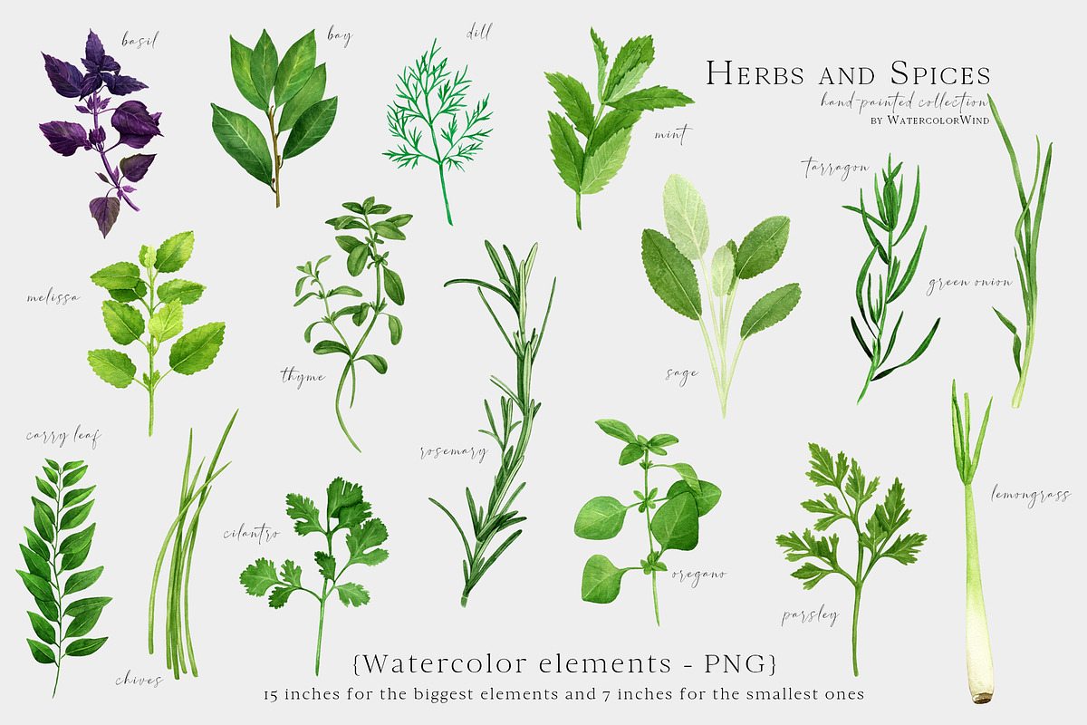 Culinary Herbs and Spices Clipart, a Decorative Illustration by WatercolorWind (Photo 3 of 6)