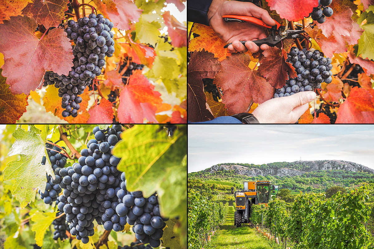 Viticulture /32 pics preview 2