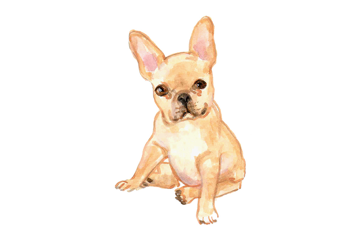 French Bulldogs, an Animal Illustration by Carol Cooper Studios (Photo 6 of 8)
