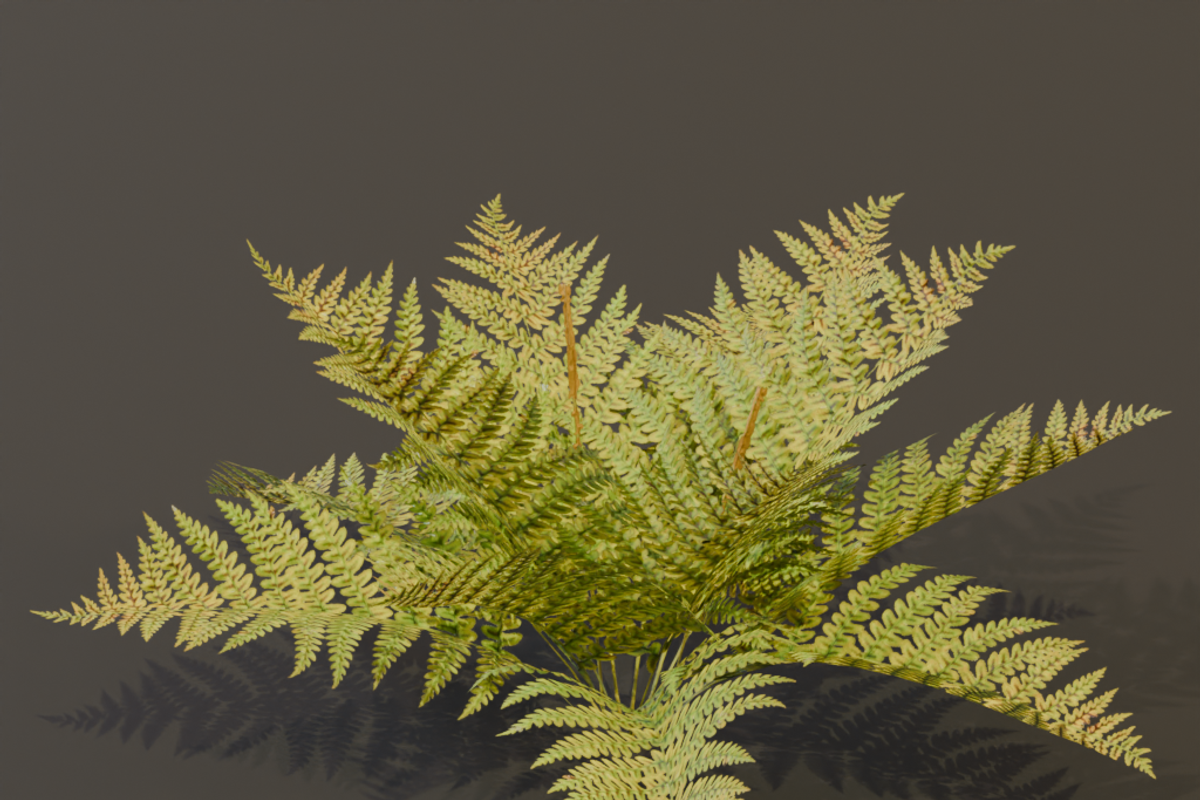 The Cinnamon Fern Bush, a Plants & Tree 3D Model by FuturePastCreatives (Photo 6 of 13)