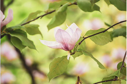 Magnolia spring flowers, a Nature Photo by Nature and travel