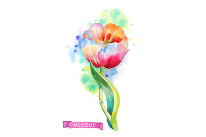 Spring Flowers, Rose, Tulip, Vector