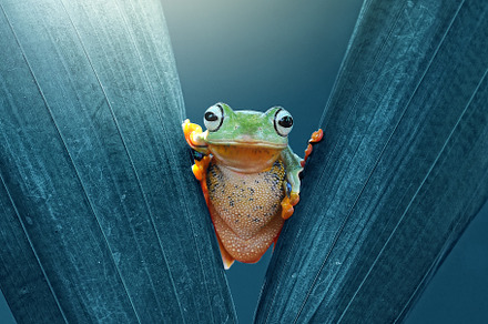Frog Between the Leaves, an Animal Photo by andri_priyadi