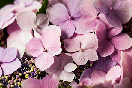 Bunch of beautiful pink hydrangea hortensia flowers containing background, a Nature Photo by N-foto