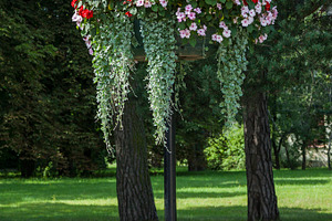 Flower arrangement in the park, a Nature Photo by BOOCYS