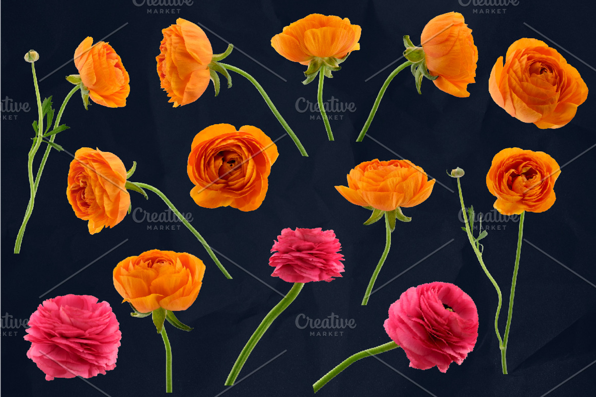 Ranunculus Floral ClipArt Realistic, an Object Graphic by Turning Moss (Photo 4 of 12)