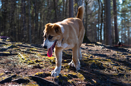 Central Asian sheepdog, Asian Shepherd puppie in the forest, an Animal Photo by MDBildes
