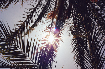 Sun through palm leafs