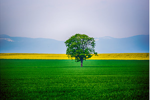 A Single Tree, a Nature Photo by Nature and travel
