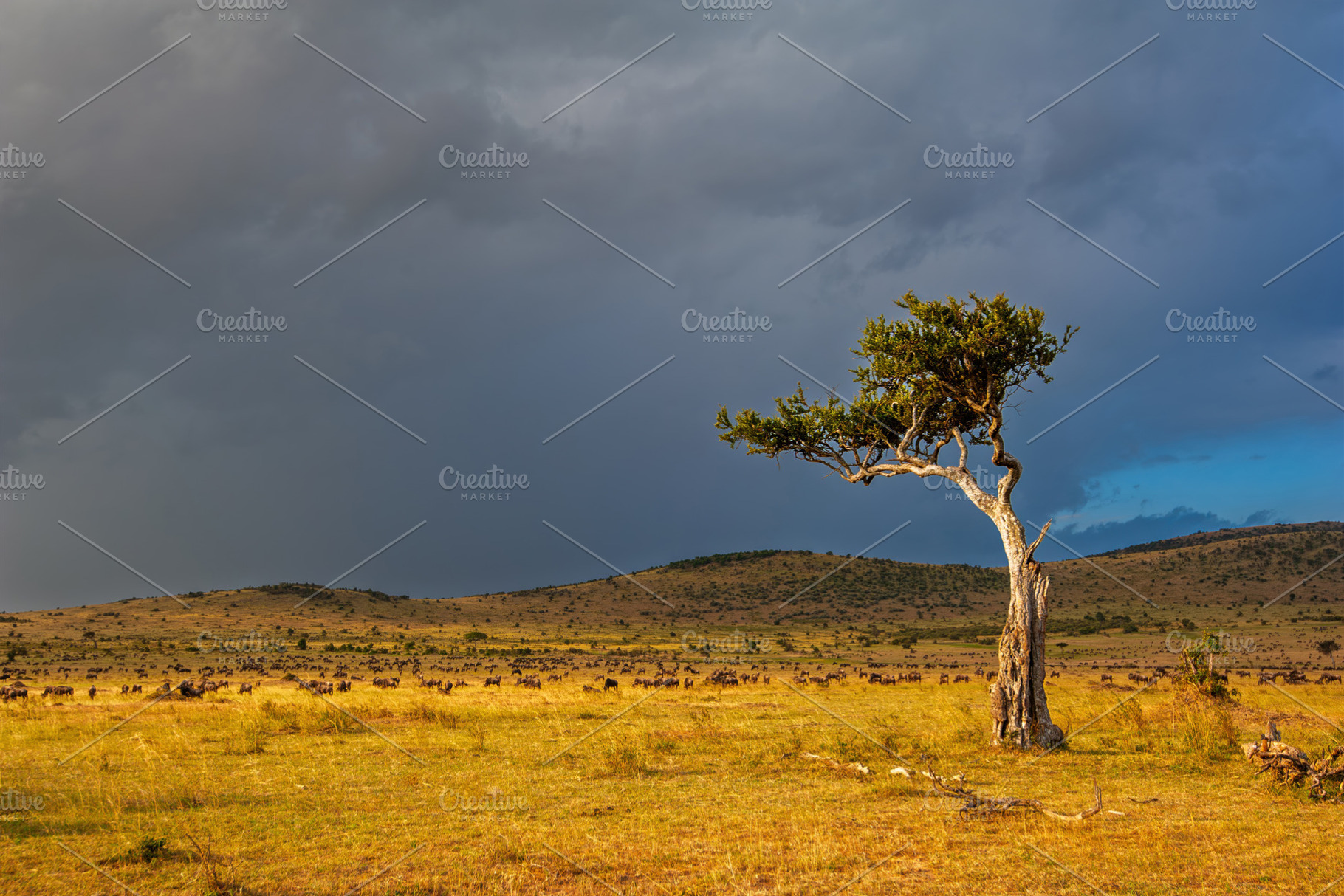 Sunset over African savanna with lone acacia tree, a Nature Photo by Byrdyak