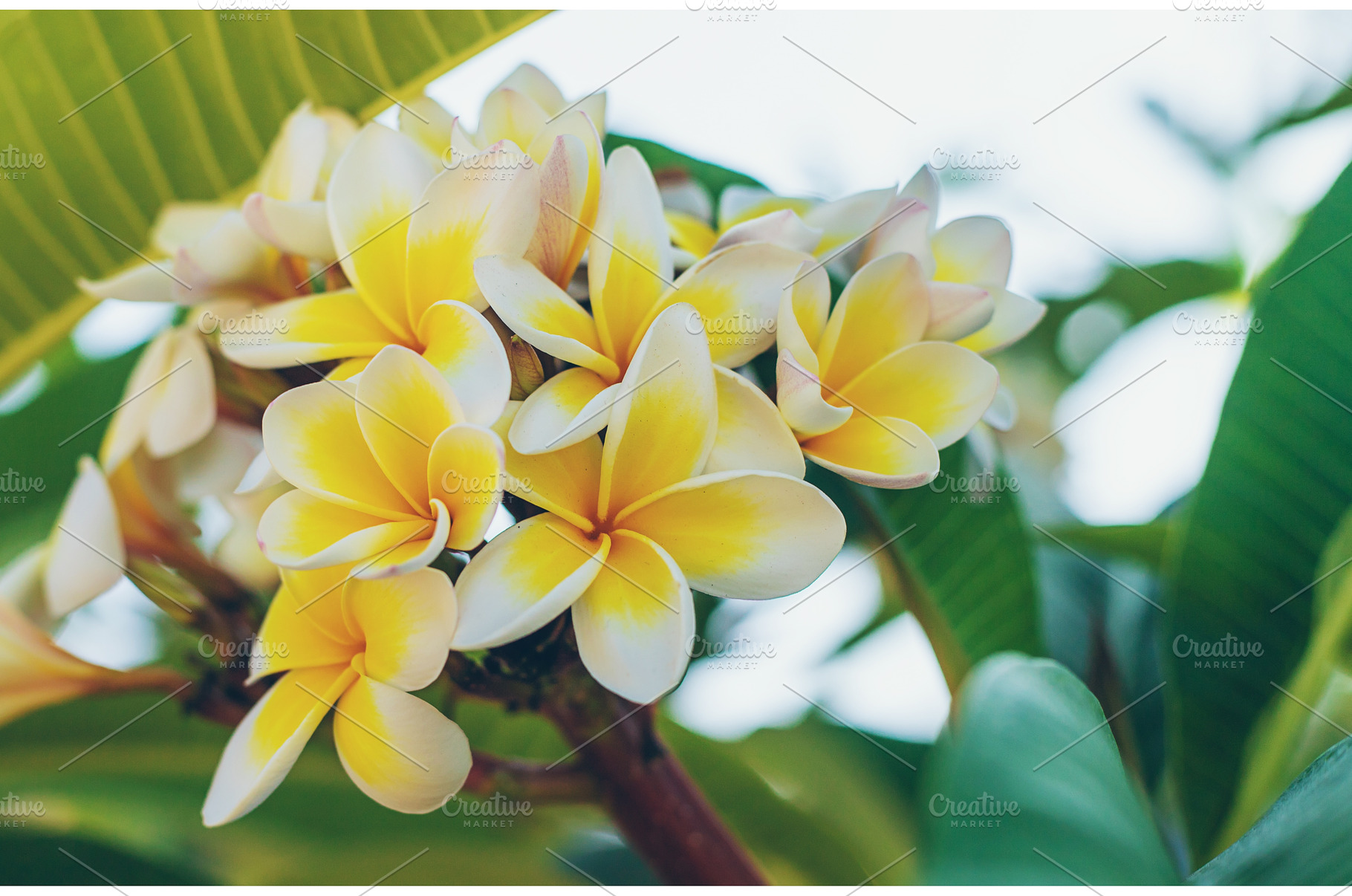 Plumeria flowers bloom beautifully, a Nature Photo by yanadjana