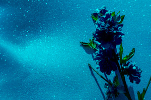 Artistic composition of deep blue flowers against a shimmering t, a Nature Photo by Ales Munt