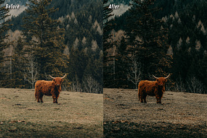 10 Dark Green Lightroom Presets