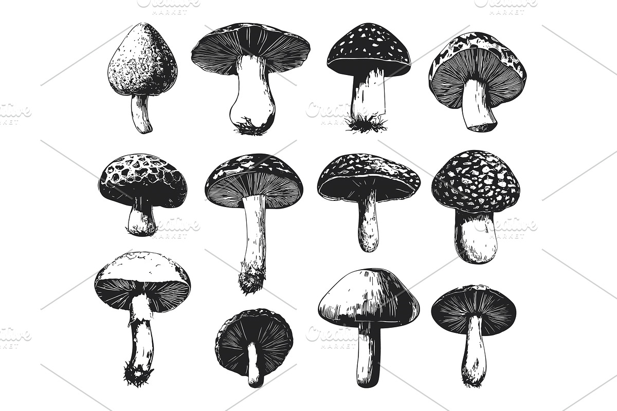 Various Wild Mushrooms Set Black And, a Food Illustration by LadadikArt