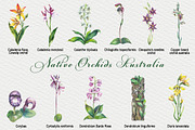 Native Orchids Flowers in  Australia, an Object Illustration by FITALARTSNEDIGI (Thumbnail 2 of 7)