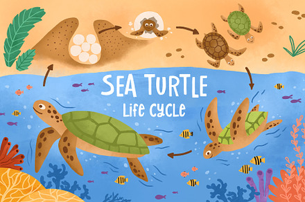 Sea turtle life cycle Biology poster