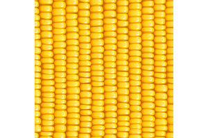 Corn cob. Organic food seamless pattern., a Food Illustration by Aleksangel