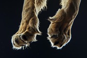 Animal Legs - 49 images, an Animal Photo by Handmadefont (Thumbnail 10 of 13)