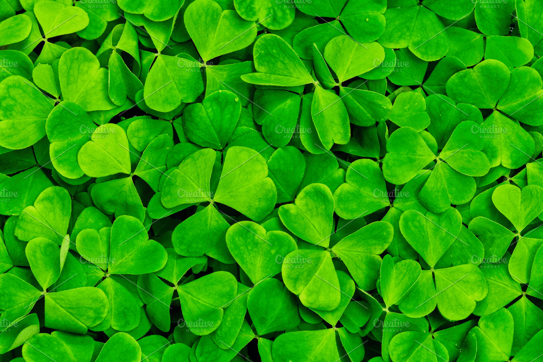 Green clover leaves illuminated by bright sunlight. Fresh shamrock foliage back, a Nature Photo by Eugene_Photo