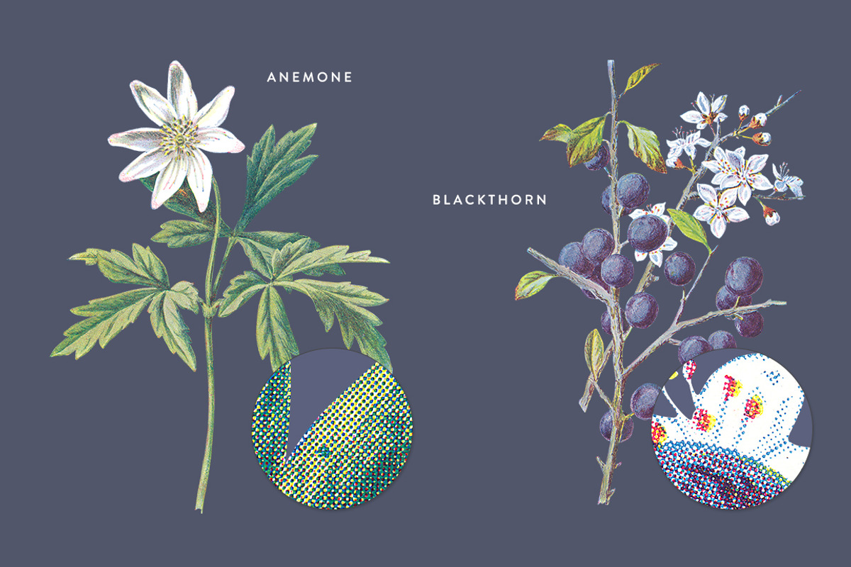 Vintage Flower Illustrations Bundle, an Illustration by Greta Ivy (Photo 30 of 62)